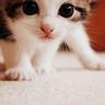 办理高仿纽伦堡应用技术大学文凭【degxx.com】